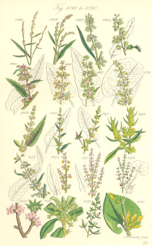 WILD FLOWERS. Persicaria Dock Rhubarb Sorrel Laurel Birthwort. SOWERBY 1890